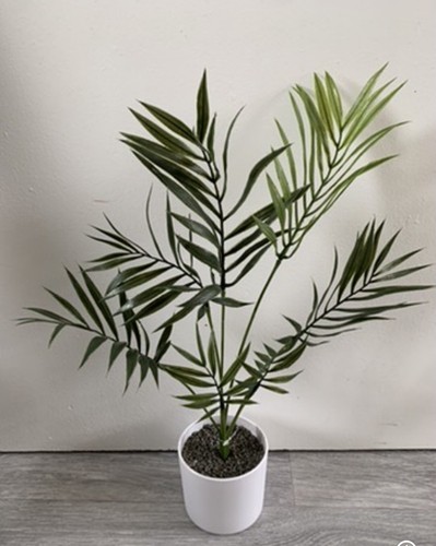 Areca palme topfpflanze - areca,